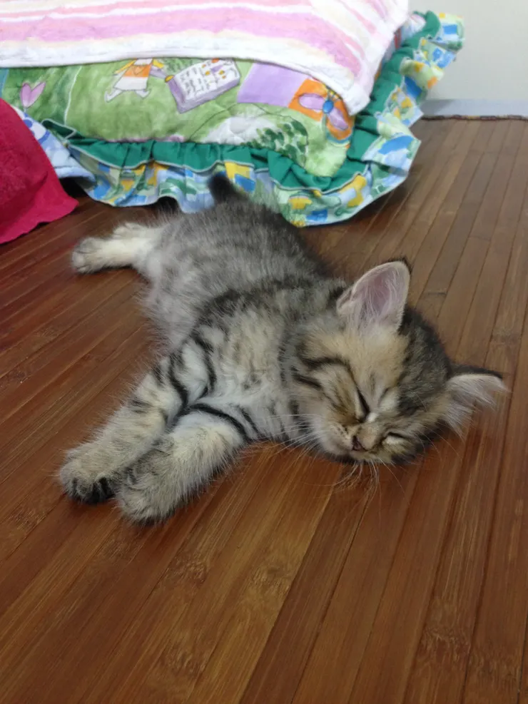 拍攝於2015/08/23 晚上11:36 到新家洗完澡睡覺