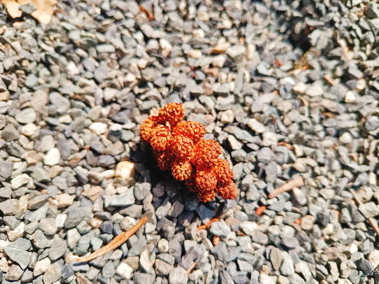 一小串松果
