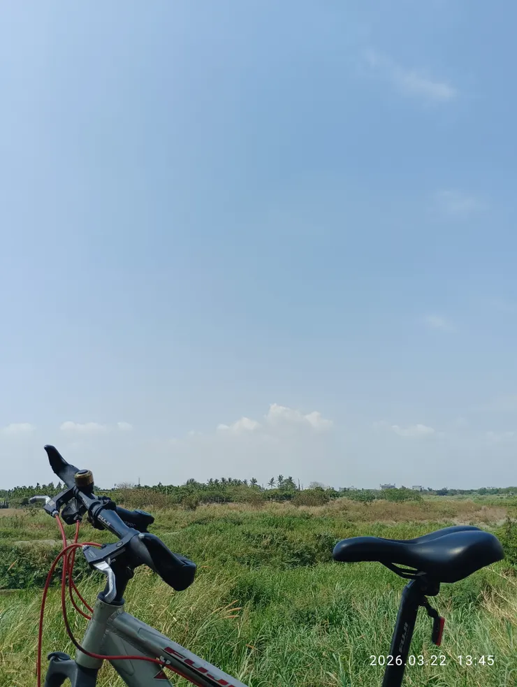 晴絮暖絲芳情惱