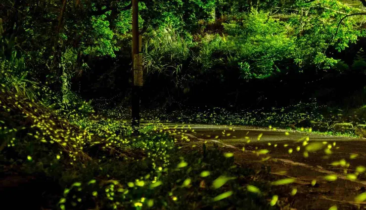 2022南投螢火蟲景點 ︱奧萬大森林遊樂區