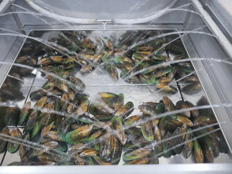 在Big 4超市買了一袋淡菜,當作是告別南島的晚餐。