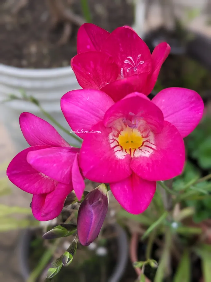 我種植十年的單瓣小蒼蘭