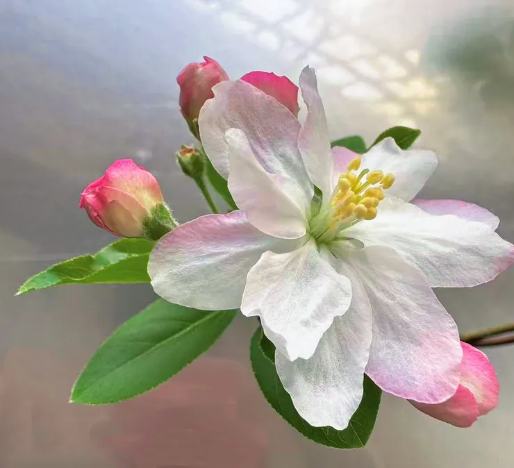 自然富貴出天姿