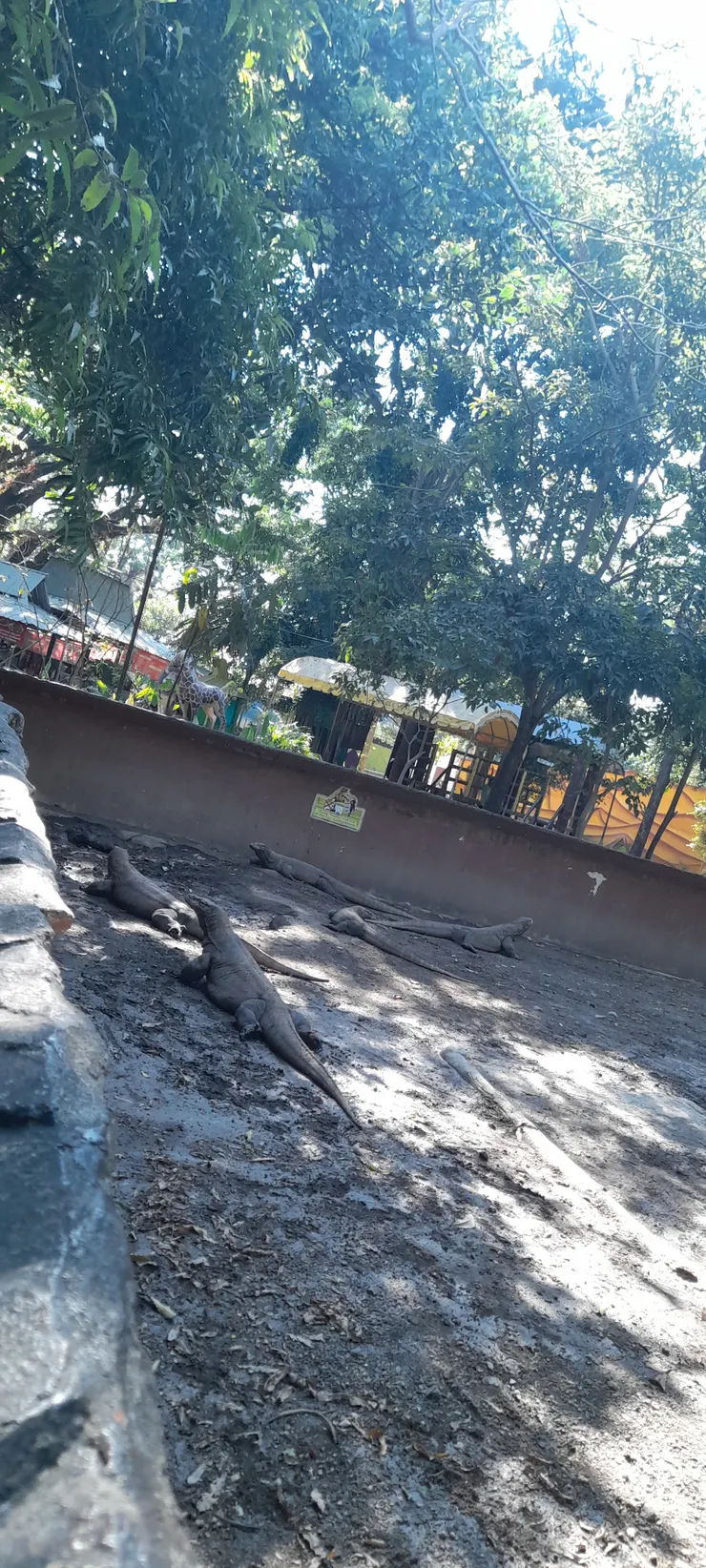 泗水動物園的科莫多龍