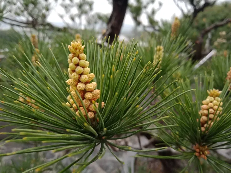松樹雄毬花，簇生在枝條基部，就像是迷你的玉米筍。頂端是未展開的頂芽（嫩枝），會繼續發育成枝條