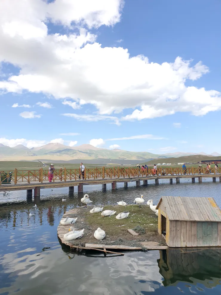 這裡是中國大陸第一個天鵝自然保護區（1980年設立），有很多天鵝在此生長