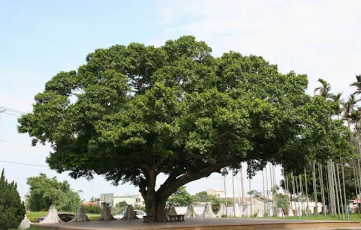 榕樹，就像一把大傘具有良好的遮陰效果