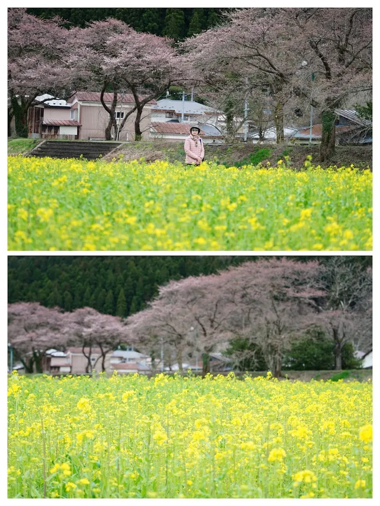 微開的櫻花和油菜花