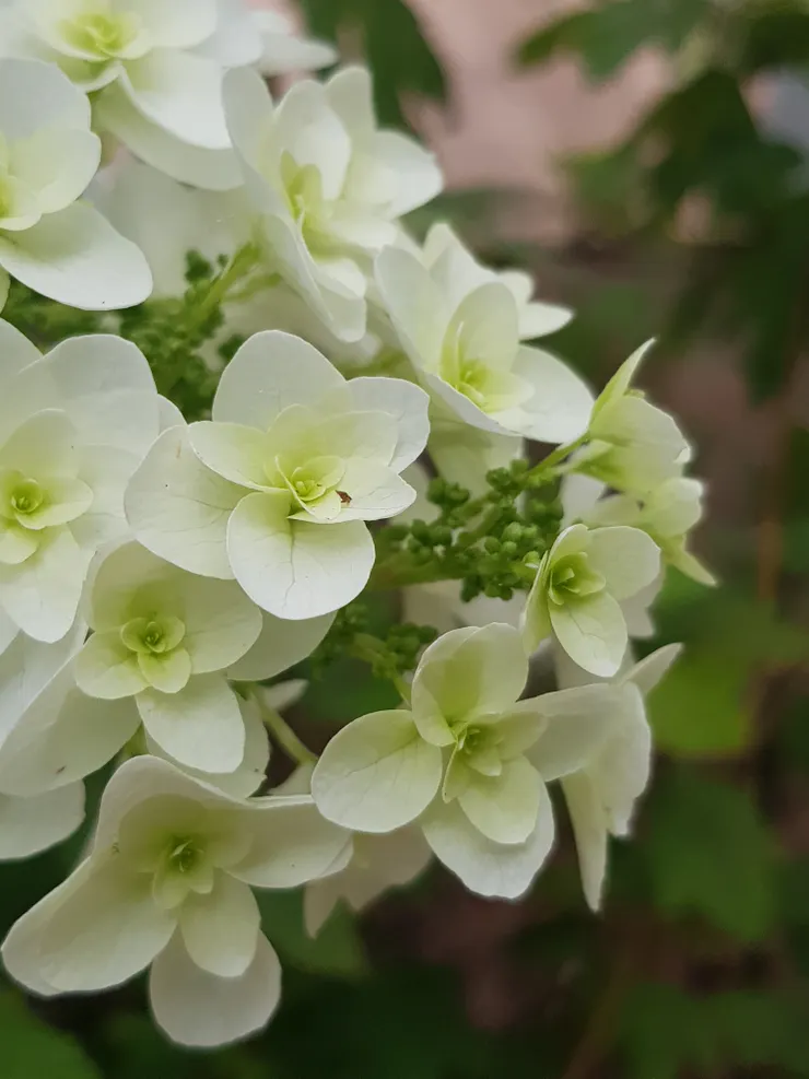 文長！看一點綠植放鬆眼球！