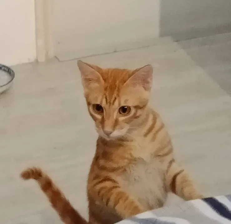 黃小米：「 我總是默默觀察大家。」(作者拍攝)