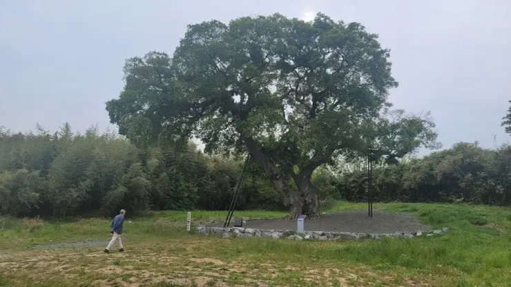 作者與全羅北道群山市的朴樹，引用自韓民族日報