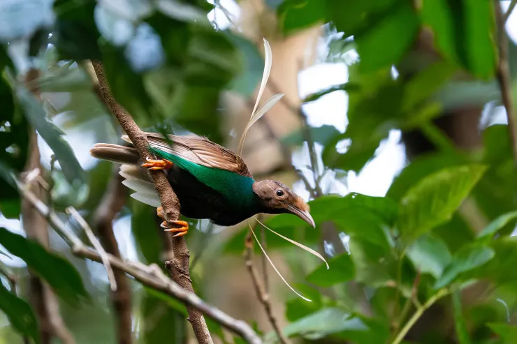 Photo taken by Boas Emmanuel