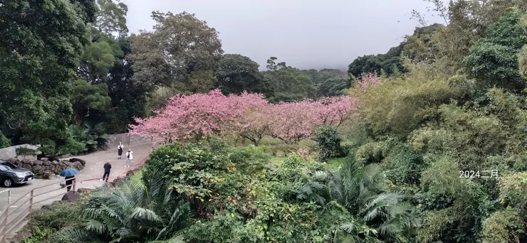 貓妹遙指櫻花林