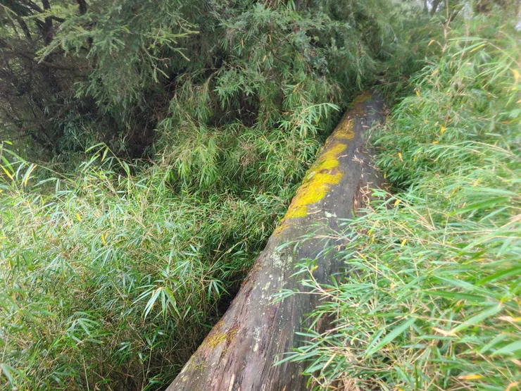 很濕滑，不要想站著走過。兩側都是落差，掉下去可能很難爬上來