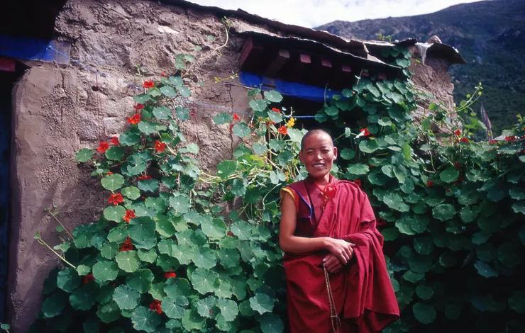 海拔4300米的高原上的金蓮花，那從地上一路蔓上僧房，與西藏僧服藏紅的色彩，形成了鮮麗的對比。