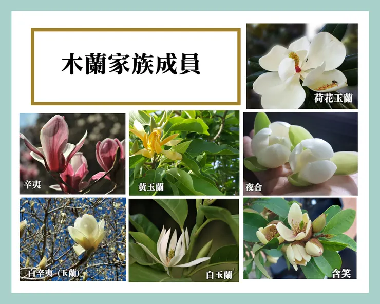 目前所能收集到的木蘭科家族成員