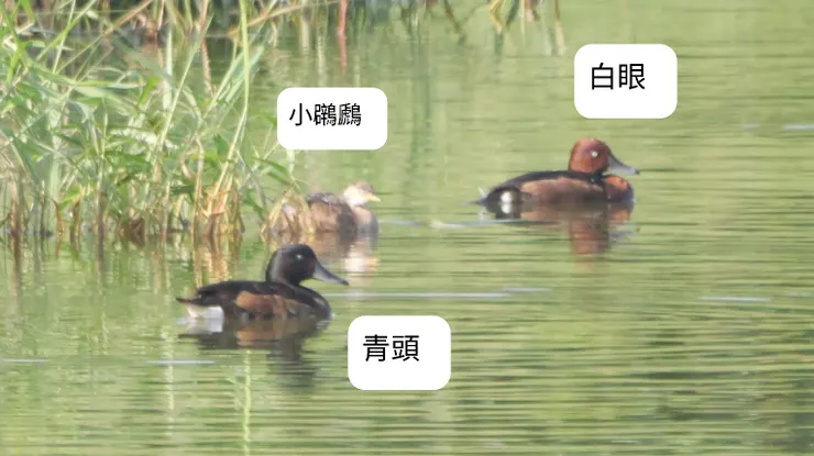 青頭的體型比較壯大