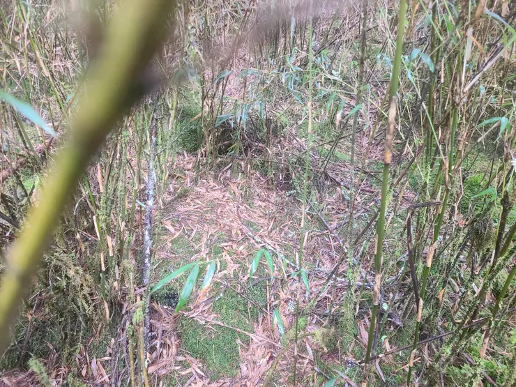 很常有時候跟到路，跟著跟著路又沒了。路沒了的時間比較多