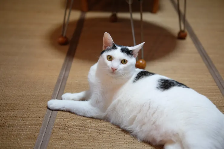 Misato家的貓，Maro