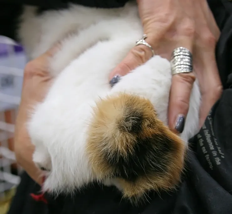 Japanese bobtail