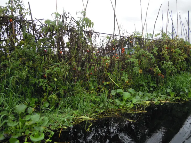路上風景:水上花園