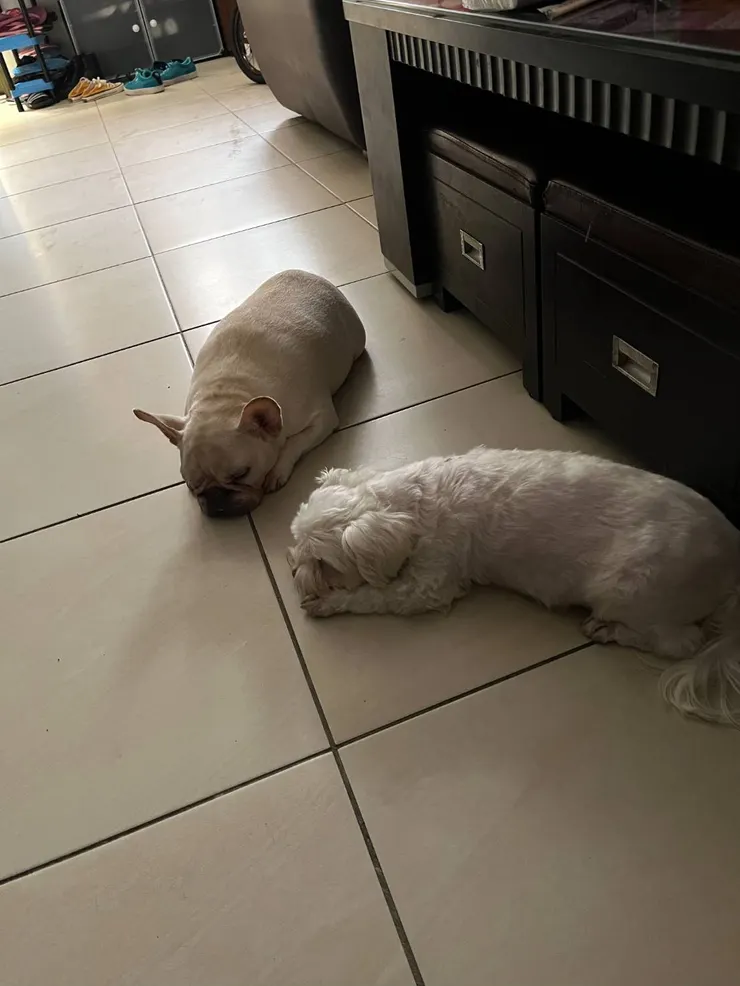 另一隻瑪爾是小草的,叫可樂