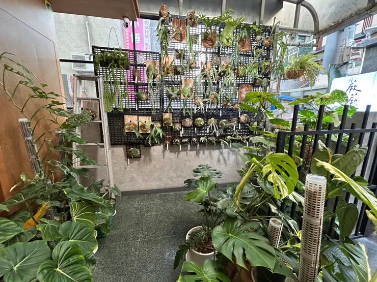 店門口的鹿角蕨