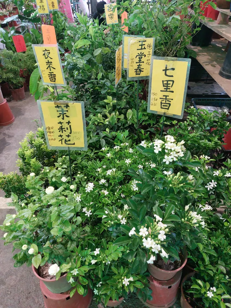 香花植物