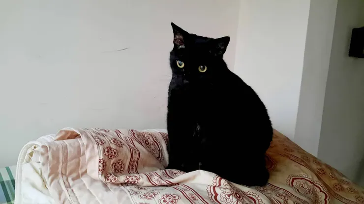 煩惱很少的小貓咪