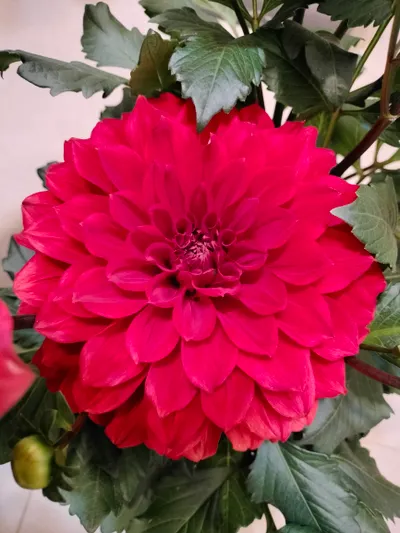 🧧🧧🧧賀新春～花開富貴．大吉大利．吉祥如意！