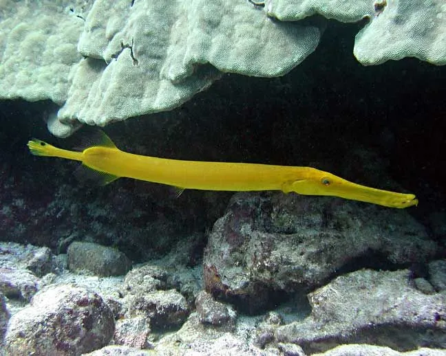 一條黃色馬鞭魚正在暢泳