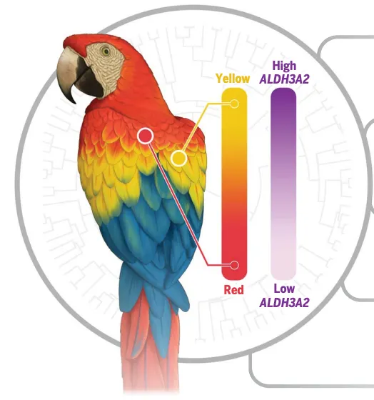 ALDH3A2 基因會使鸚鵡羽毛轉為黃色 (Arbore et al., 2024)