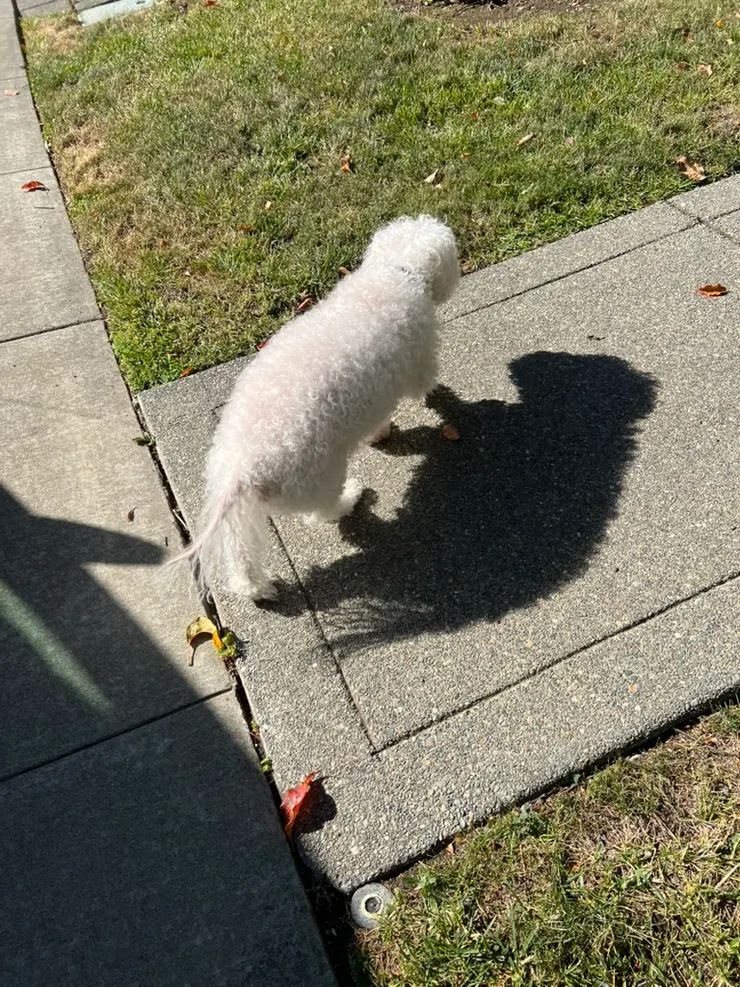 我傳這張照片給以柔看Benny的老鼠尾巴，但是忍不住又說「你看他的捲毛影子多可愛？」總之自己的狗總是怎麼看怎麼愛就是了。