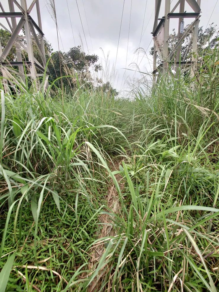 能否看的出來路跡?基隆天際線西段沿途芒草長得比人還高