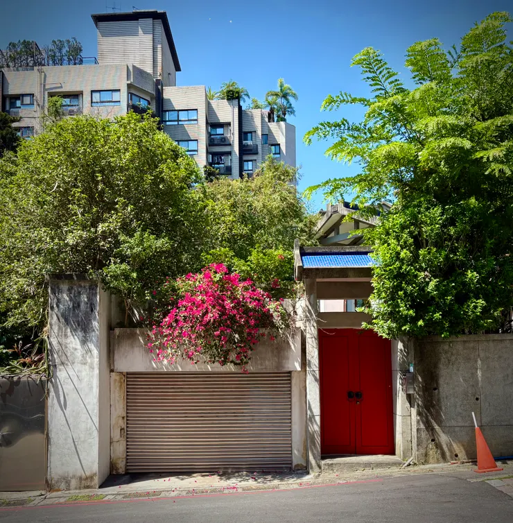 中山北路7段的民宅,盛開的九重葛好美