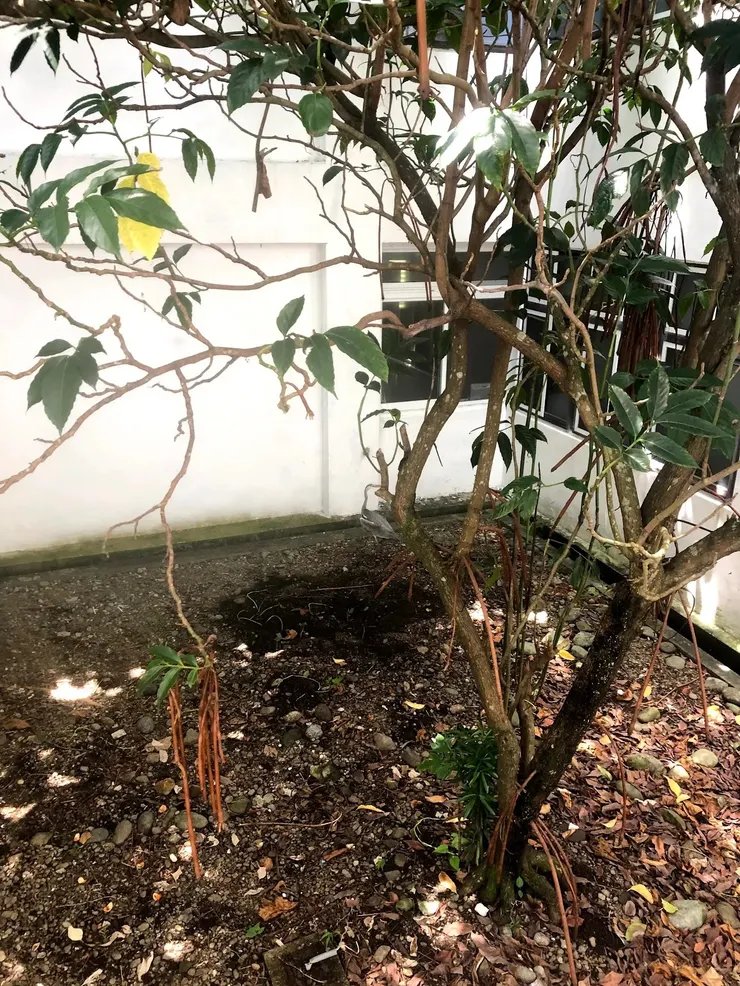 一期教師宿舍中庭