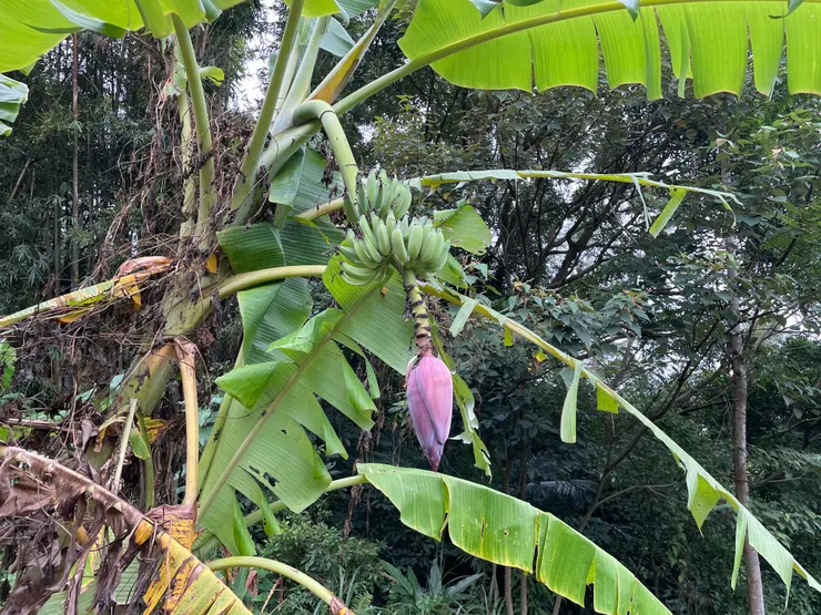 兩週前拯救的香蕉，看起來順利成長中