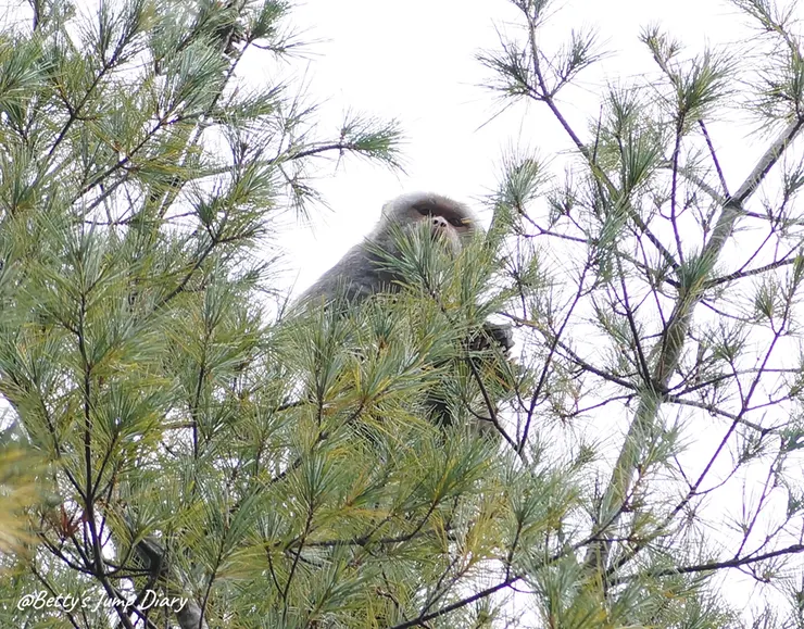 ▲台中「大雪山國家森林遊樂區」/圖片來源：Betty's Jump Diary