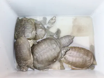 {美食}高雄大寮。越南美食一條街。