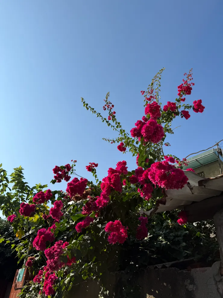 家戶門口種的豔麗九重葛