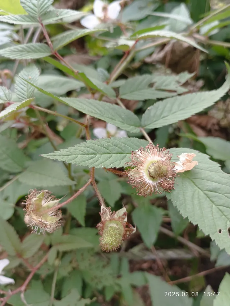 全株尚未有果成熟，照片中果尚青