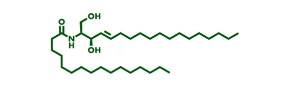 ceramide 神經醯胺的分子結構