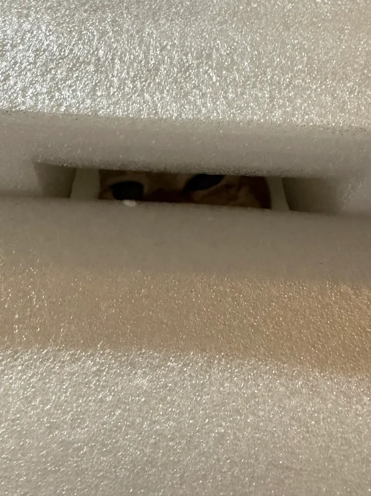 2026/01/18 躲在箱子內的貓