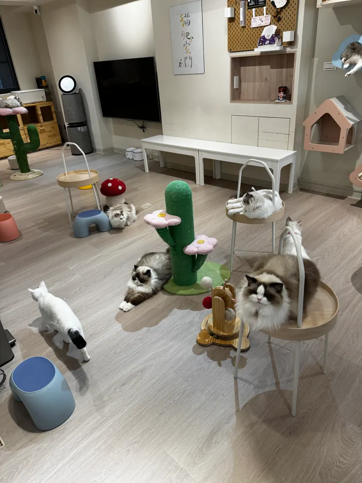 貓咪療癒所 / photo by 甜甜錁Zero 