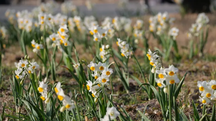 野生水仙，飄逸清香
