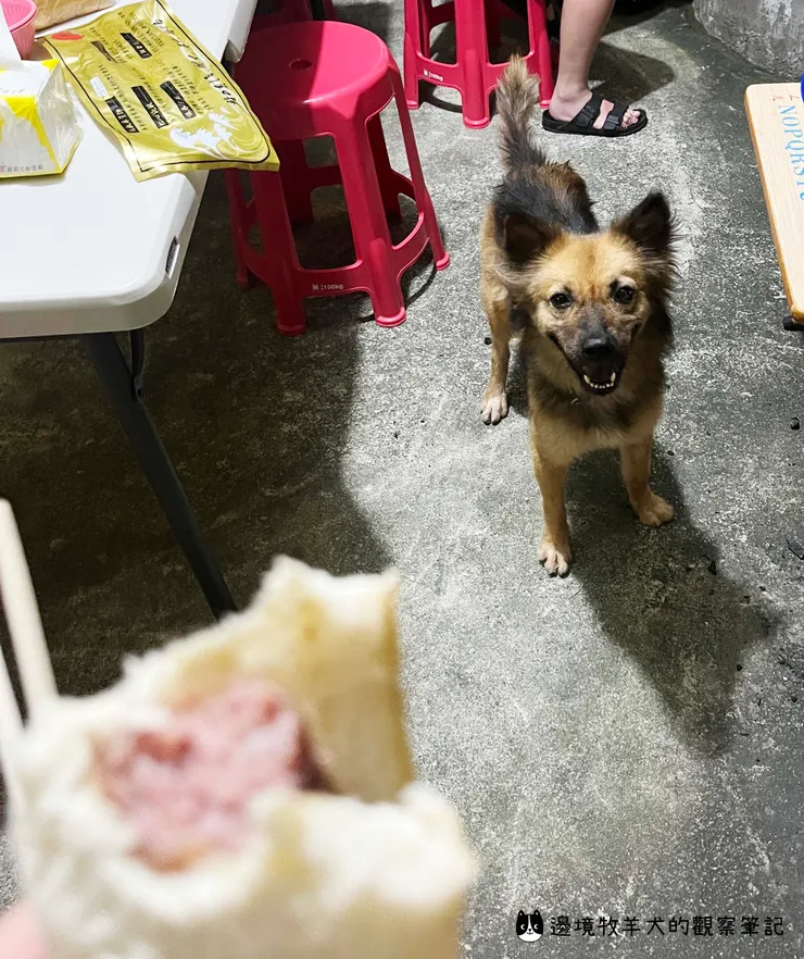 在民宿烤肉時,被鄰居家狗狗盯上