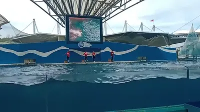 花蓮海洋公園海豚表演影片