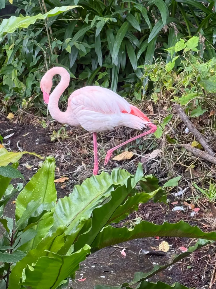 2026/02/17 紅鶴一隻腳站著