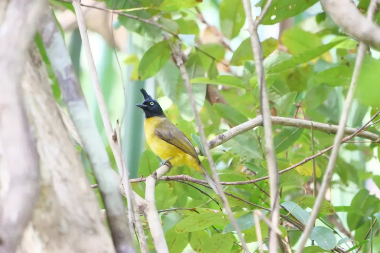 黑冠黃鵯  Black-crested bulbul