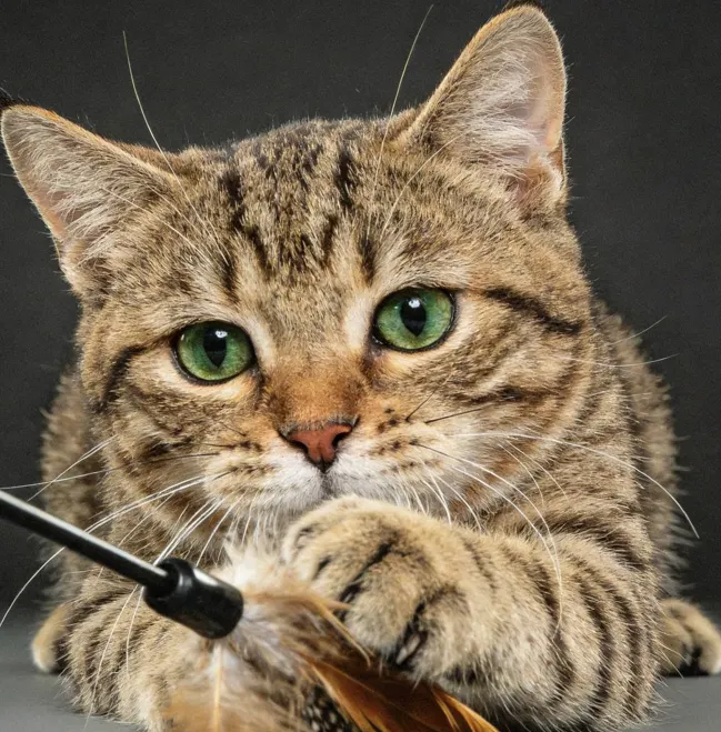 每天下班後，花 10 分鐘，拿著毛球逗它跑、跳、撲抓，模仿獵物的動作，讓它完成「狩獵全過程」